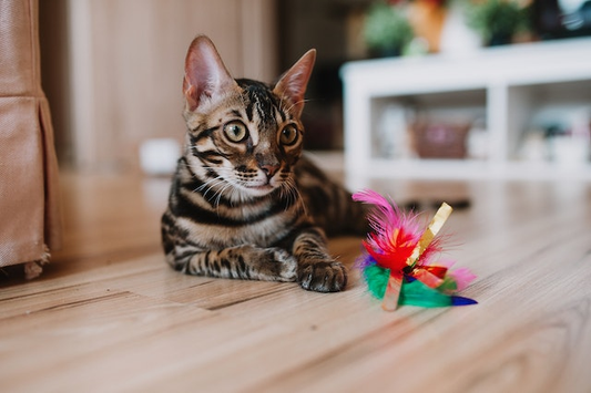 6 Best Chew Toys for Cats