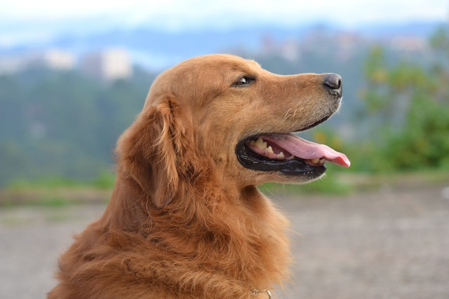 Best Food for Dogs with Diarrhea