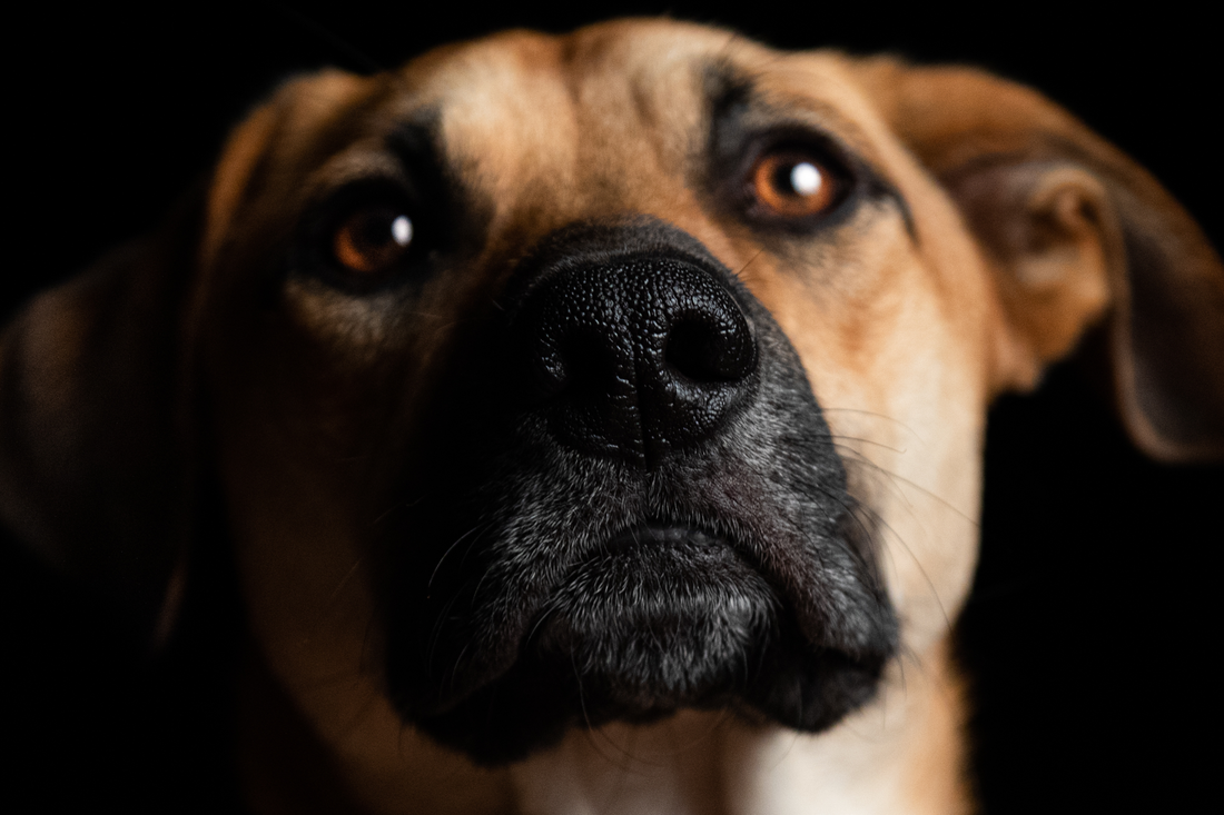 Best Tips How You Can Build Confidence In Your Dogs