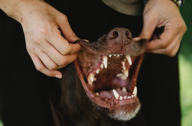 Best Ways How You Can Soften Your Dogs Tartar
