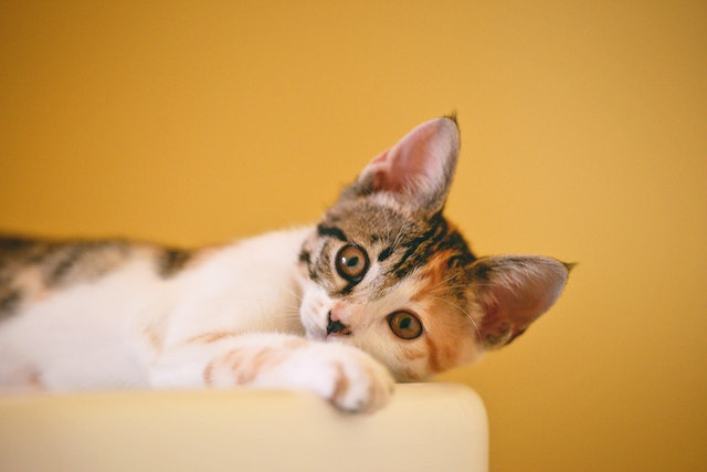 Can Cats Eat Green Beans?