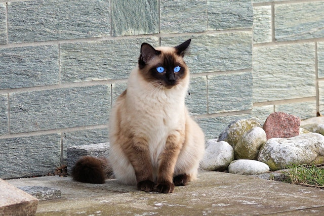 Can Cats Get Pregnant When Not In Heat?