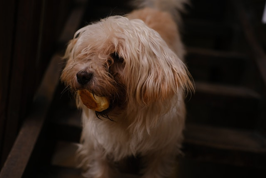 Can Dogs Eat Celery?