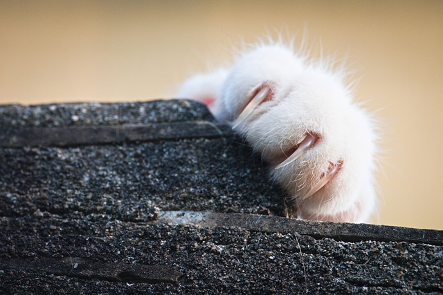 Can I Use Human Nail Clippers On My Cat?