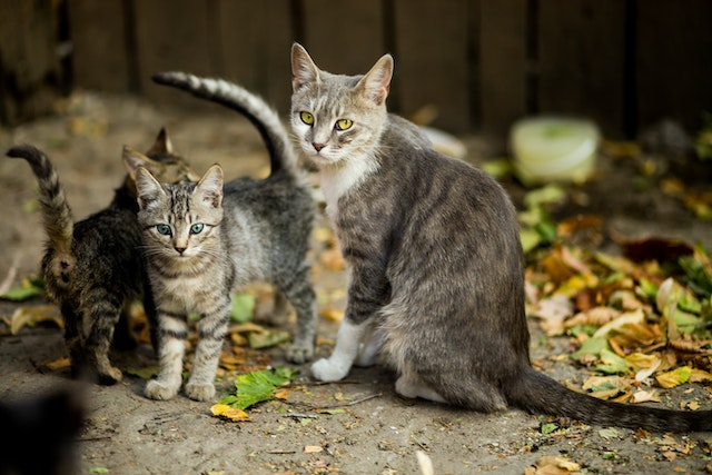 Can Indoor Cats Get Fleas?