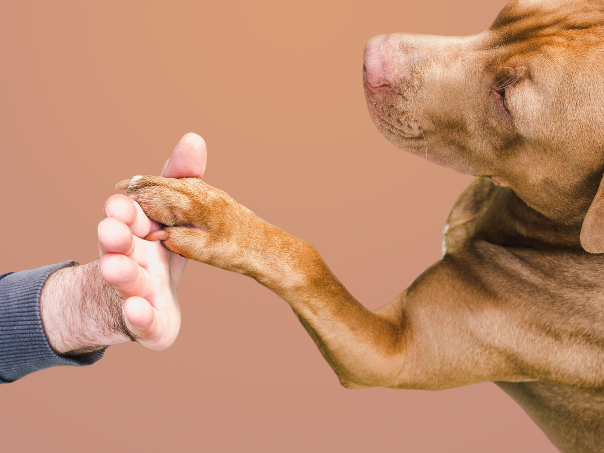 Causes, Symptoms and Ways to Treat Unhealthy Dog Nails