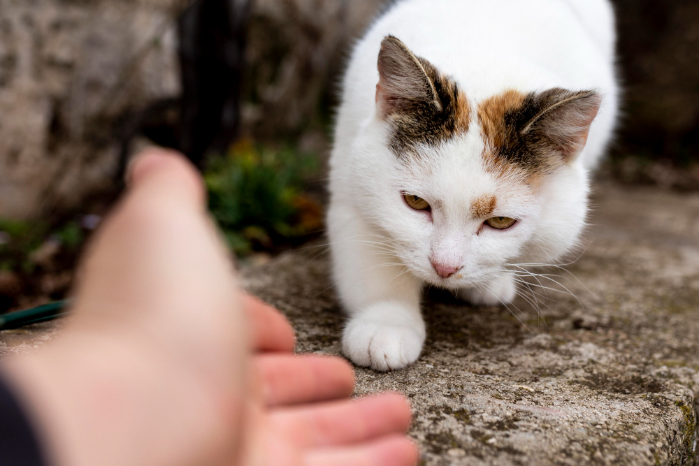 Does Neutering Really Calms A Cat Down?