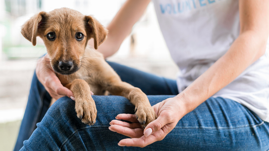 Dog Adoption Checklist