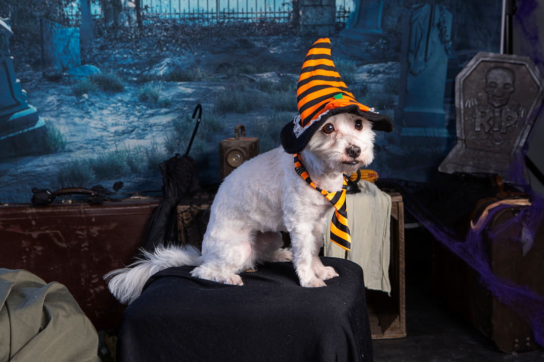Dog Ate Candy Wrapper: What Should I Do?