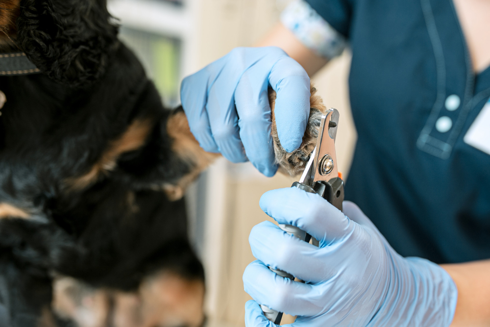 Dog Nail Grinder vs Clipper - Which is the Better Grooming Tool?