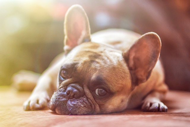Reasons Dog Biting Base of Tail But No Fleas