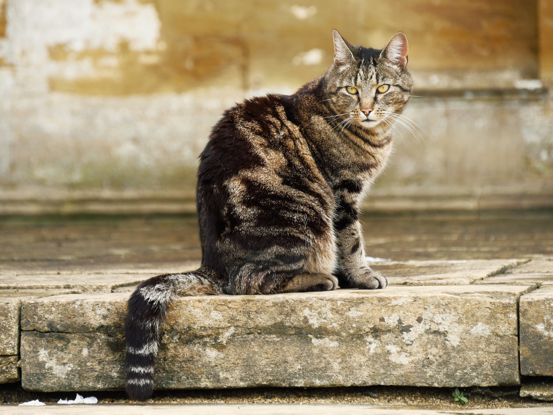 Flea Treatment for Senior Cats