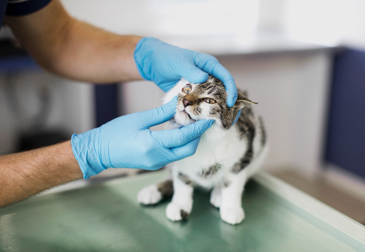 Fungal Infections in Cats: Causes & Treatments