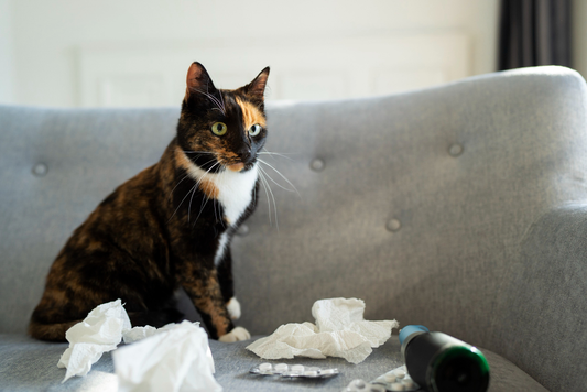 Home Remedies For Cat Vomiting