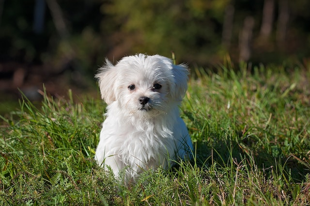 Home Remedies For Teething Puppies