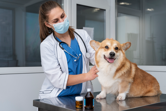 Hookworms in Dogs