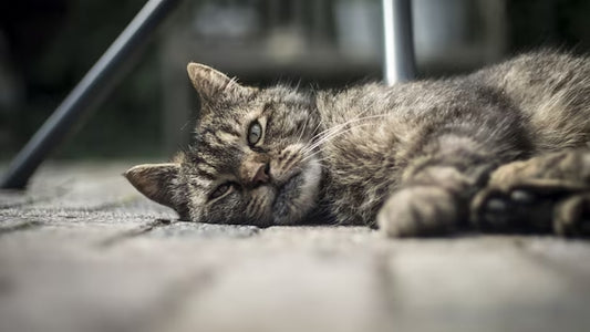 How to Help a Lonely Cat?