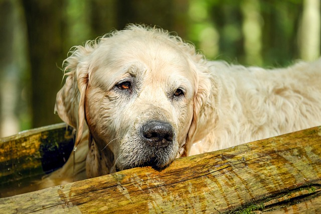 Let's Find Out How Long After Neutering A Dog Is Testosterone Gone?