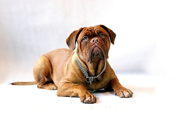How Long Does It Take For A Female Dog's Nipples To Recede After Pregnancy?