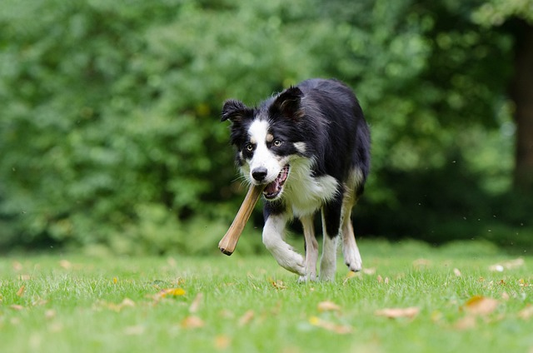 How Long Should A Dog Chew On A Bone?