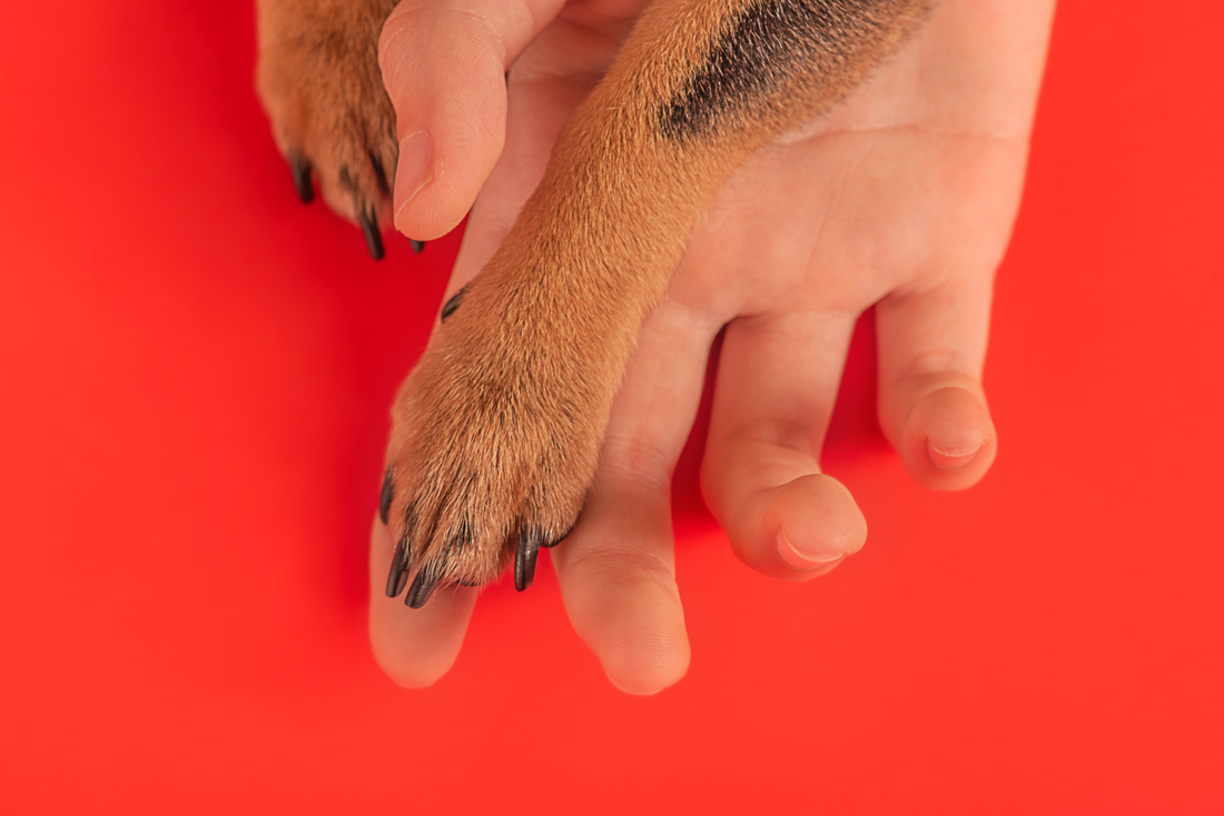 How Long Should Dog Nails Be?