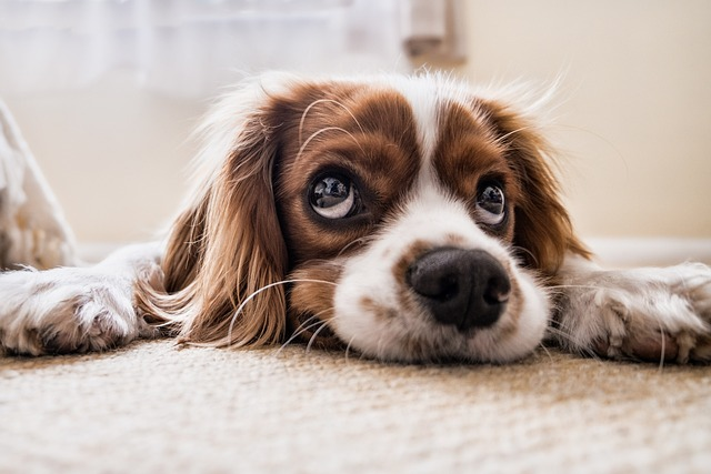 How Long Should I Wait to Feed My Dog After Deworming?