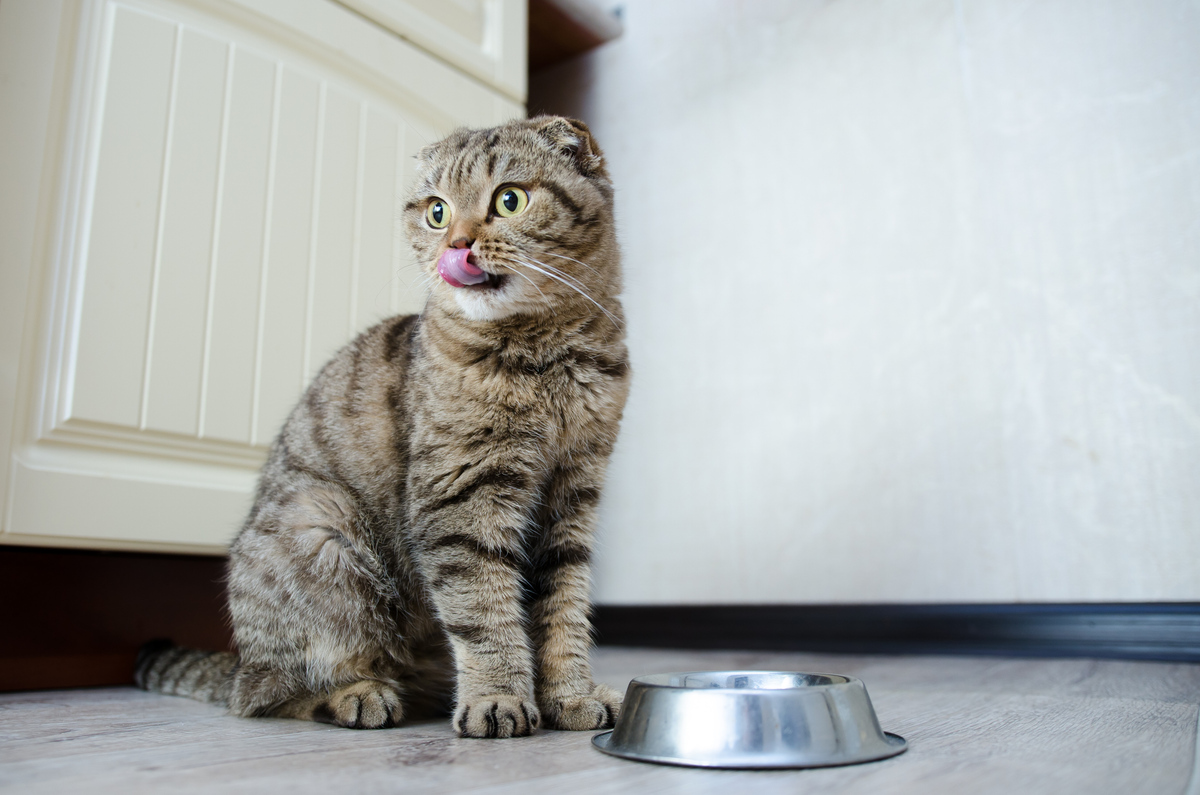 How Much to Feed a Kitten: Complete Tutorial