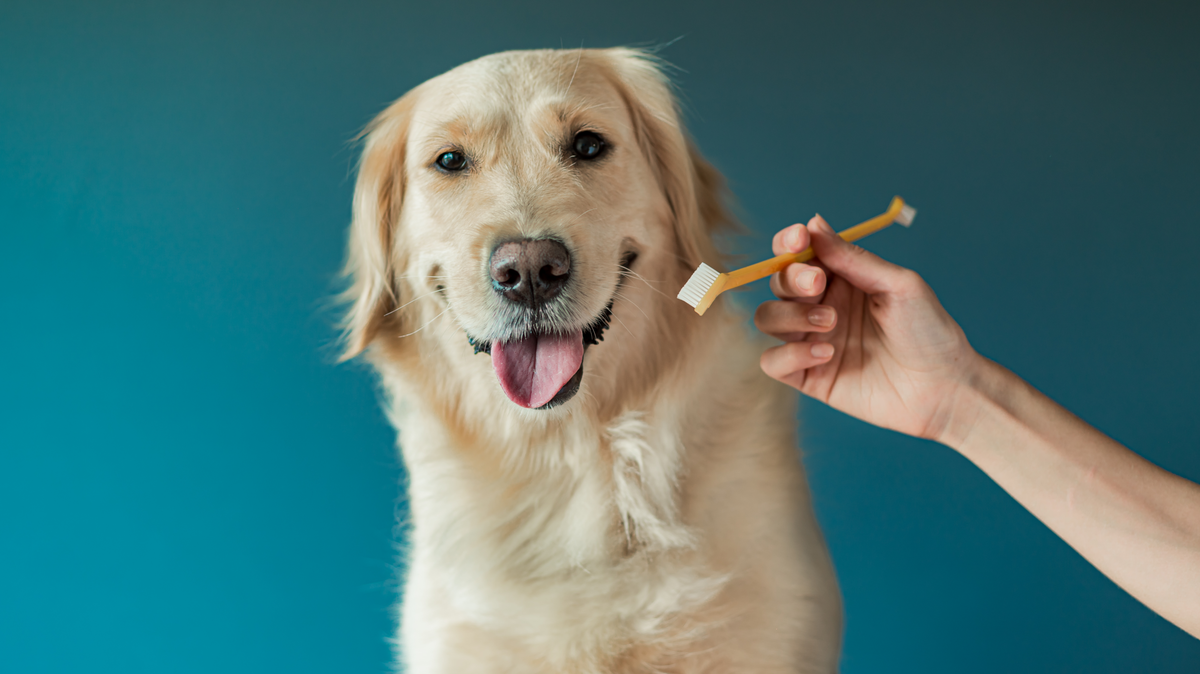 How To Brush Dog Teeth When Your Pet Refuses?