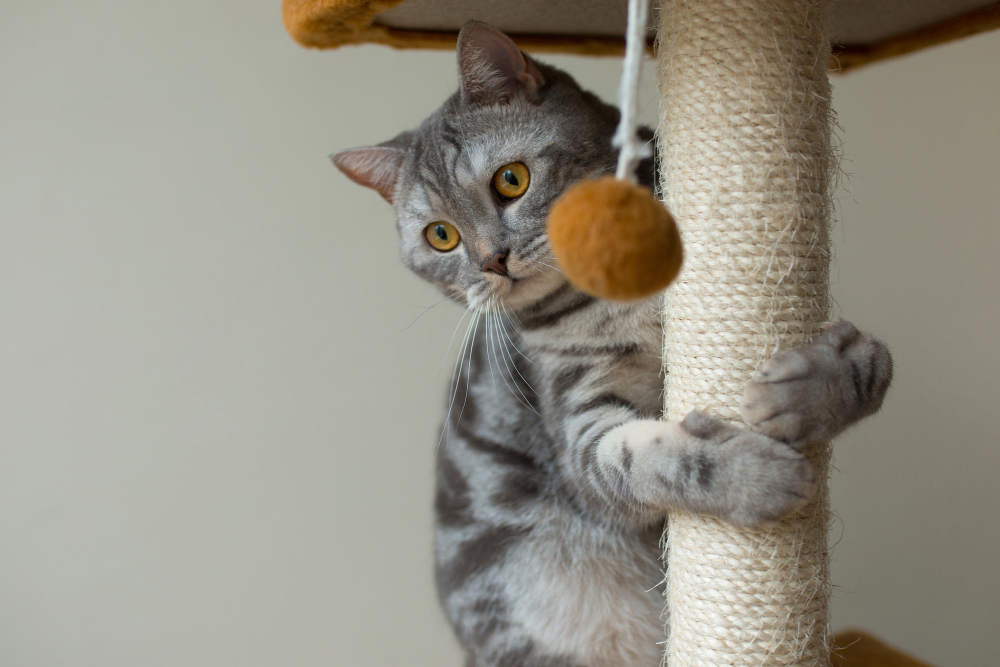 How To Clean Cat Toys?