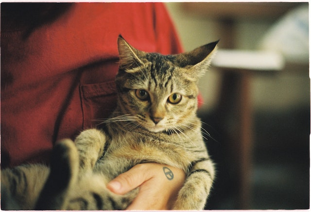 How To Clean Cats Ears?