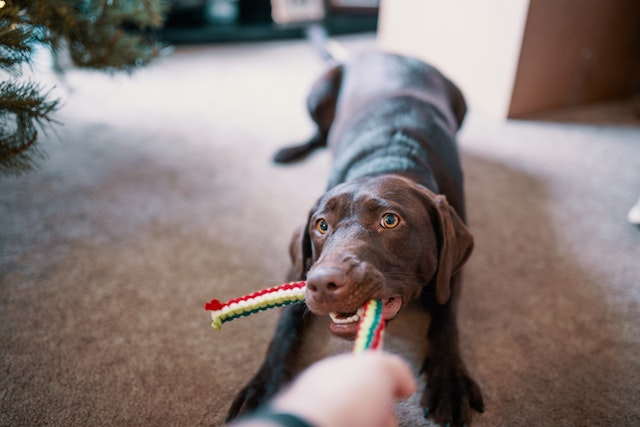 How To Clean Dog Rope Toy?