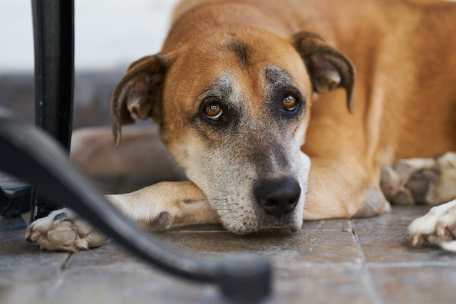 How To Clean Dogs' Ears At Home?