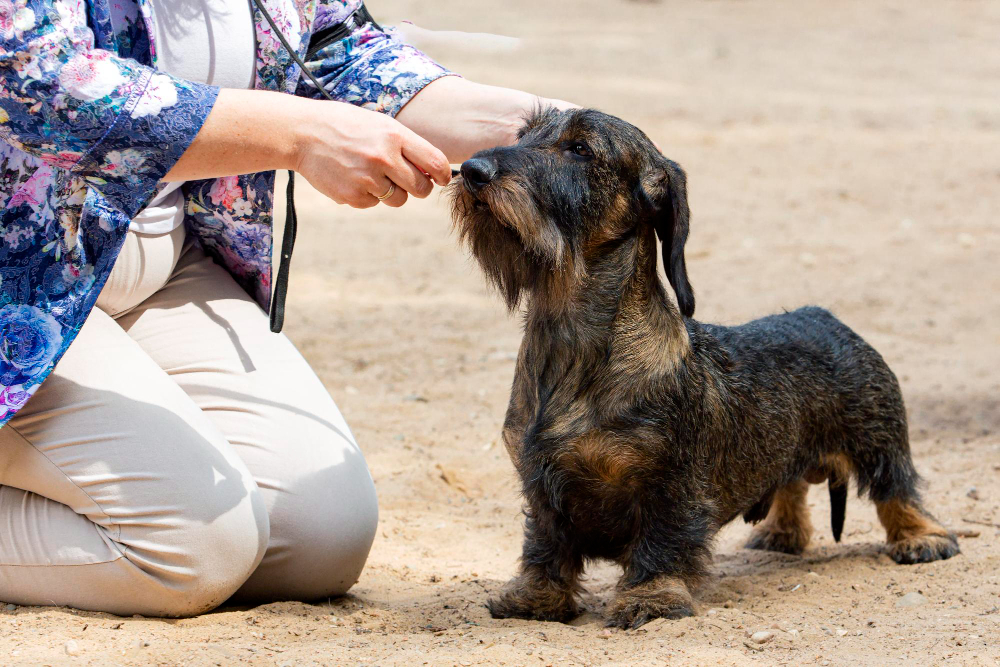 How To Cut Dachshund Nails?