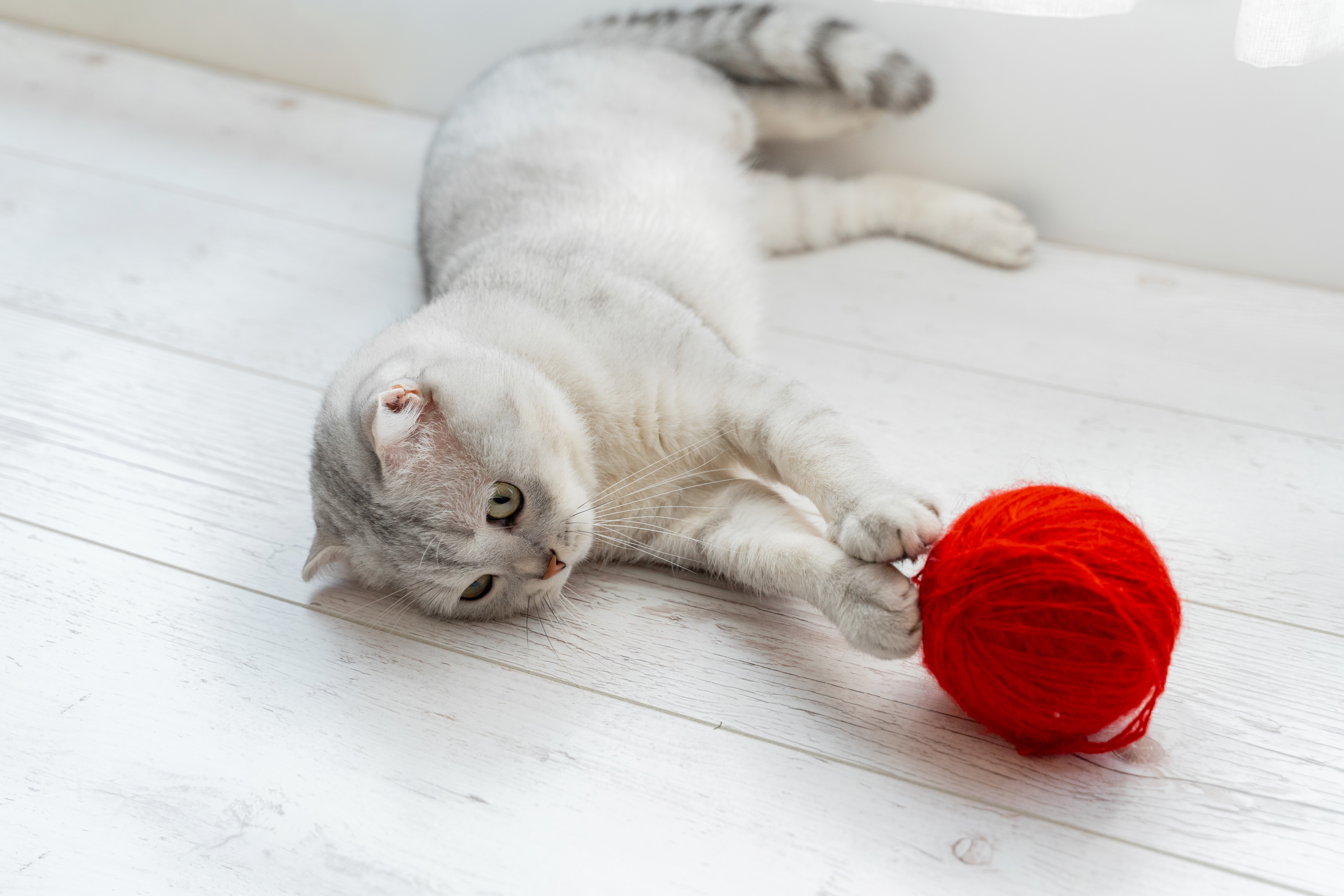 How To Get A Cat's Attention?