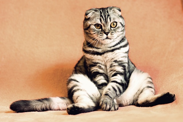 How To Keep Your Cat From Being Bored?