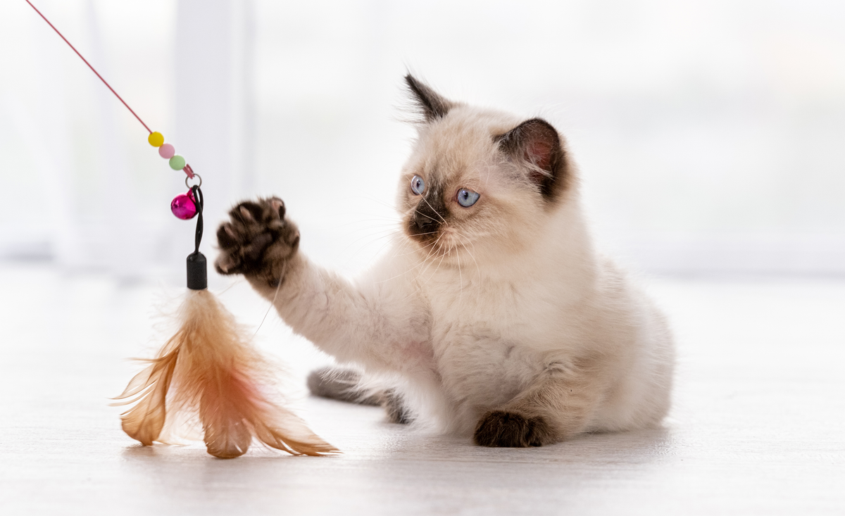 How To Play With Your Cat?