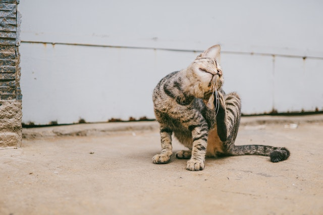 How To Remove A Tick From A Cat?