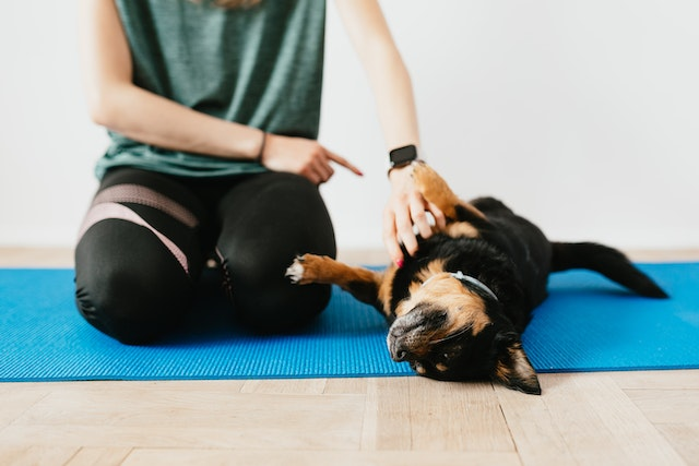 7 Steps How To Teach A Dog Place Command | RexiPets