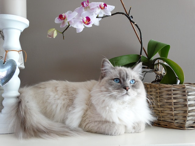 How To Tell If A Cat Is Pregnant?