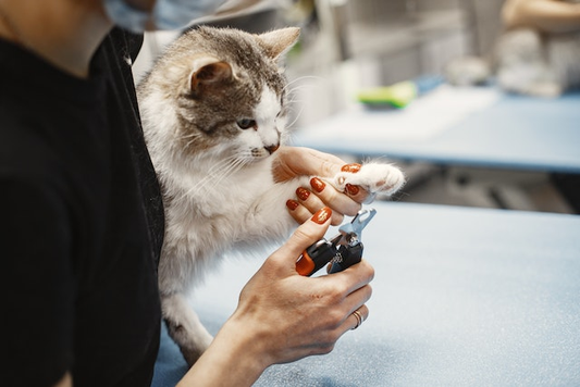 How To Treat A Split Cat Nail?