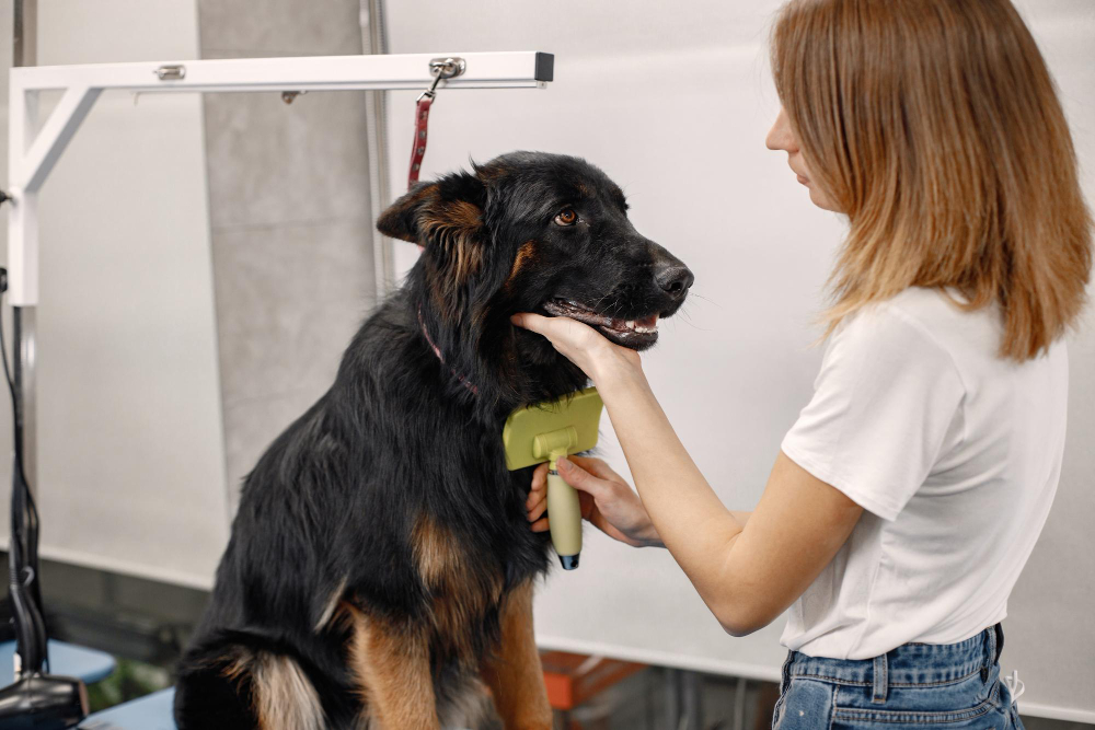How To Use A Slicker Brush On A Dog and How To Choose The Right One?