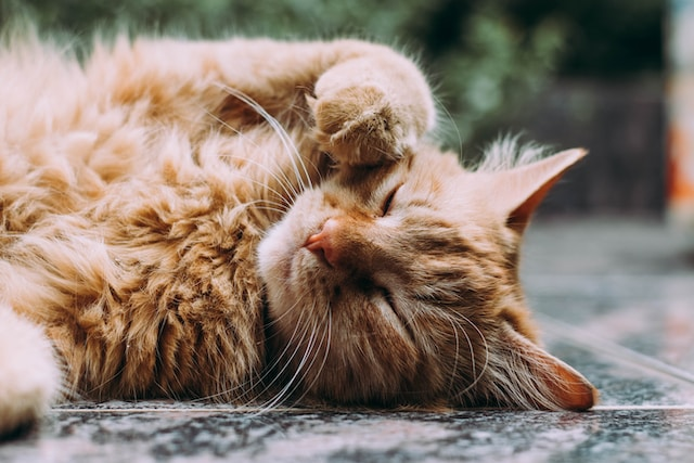 Step-By-Step Guide On How To Use Cat Flea Combs?