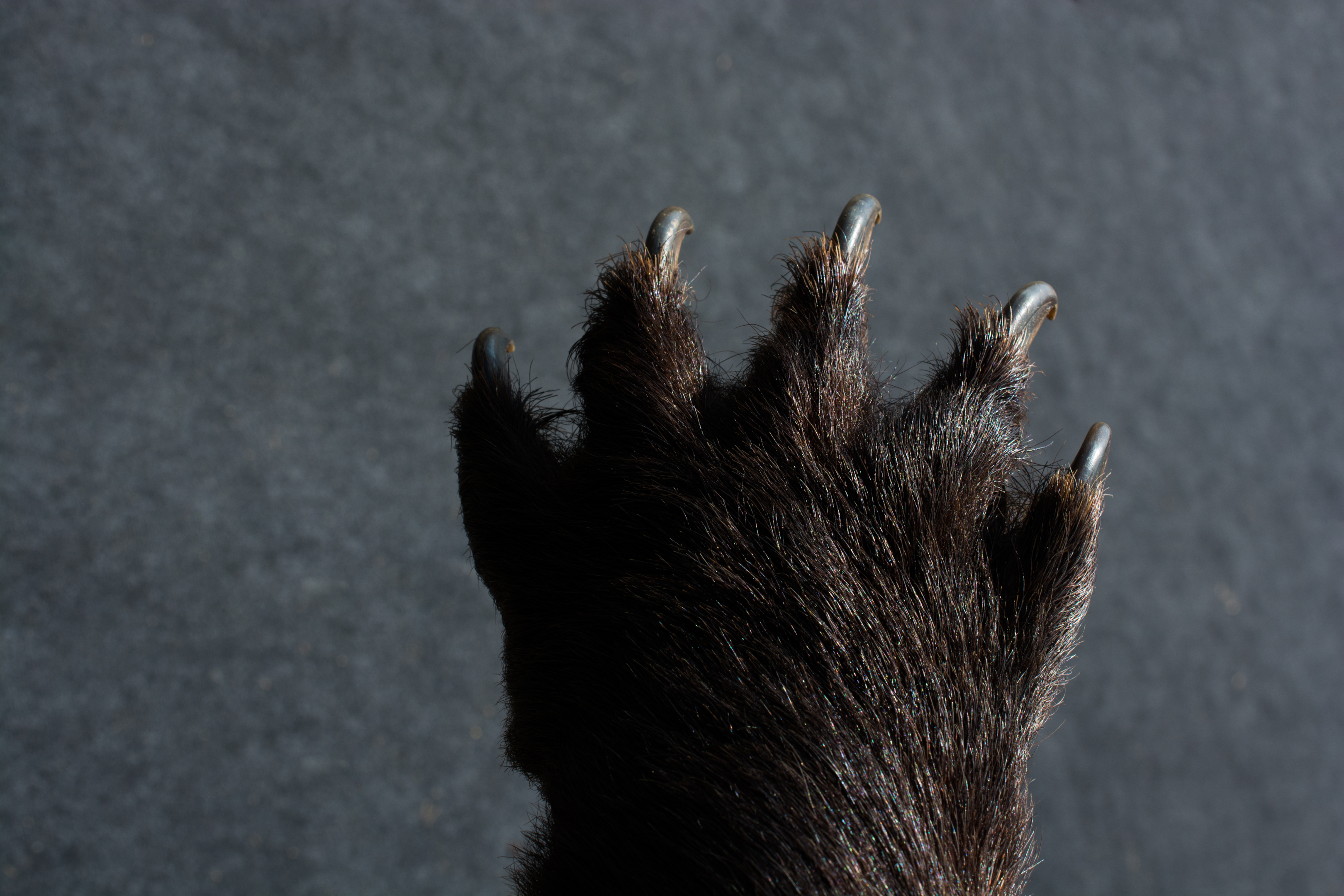 A closer look at Black Dog Nail Care In Winter Months