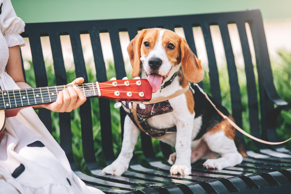 How to Desensitize a Dog to Loud Noises?
