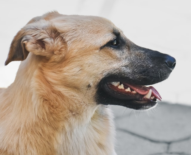 5 Ways How to Remove Dog Tartar Naturally | RexiPets