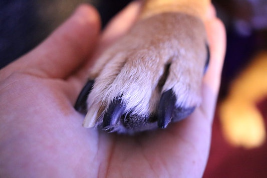 How to Strengthen Dog Nails?