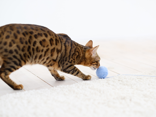 How to Teach a Cat to Fetch?