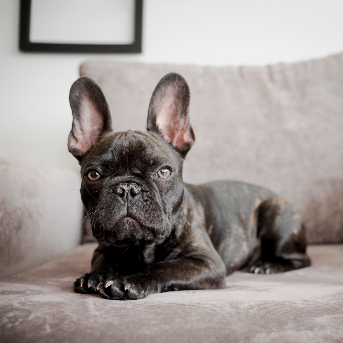 How to Treat Cherry Eye in Dogs Without Surgery?