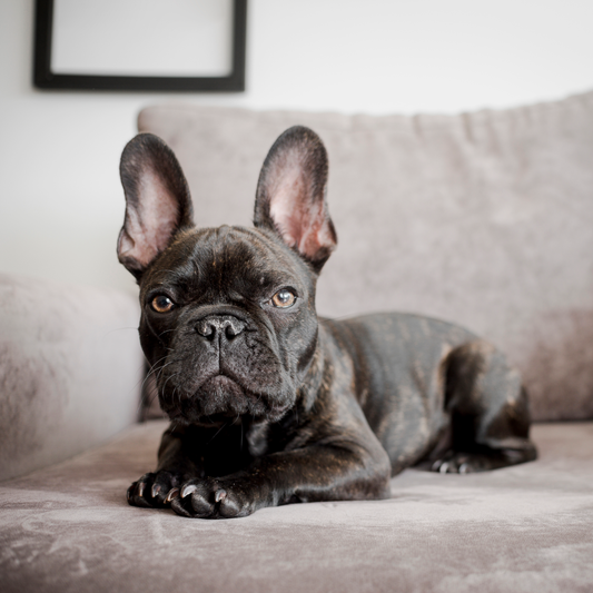 How to Treat Cherry Eye in Dogs Without Surgery?