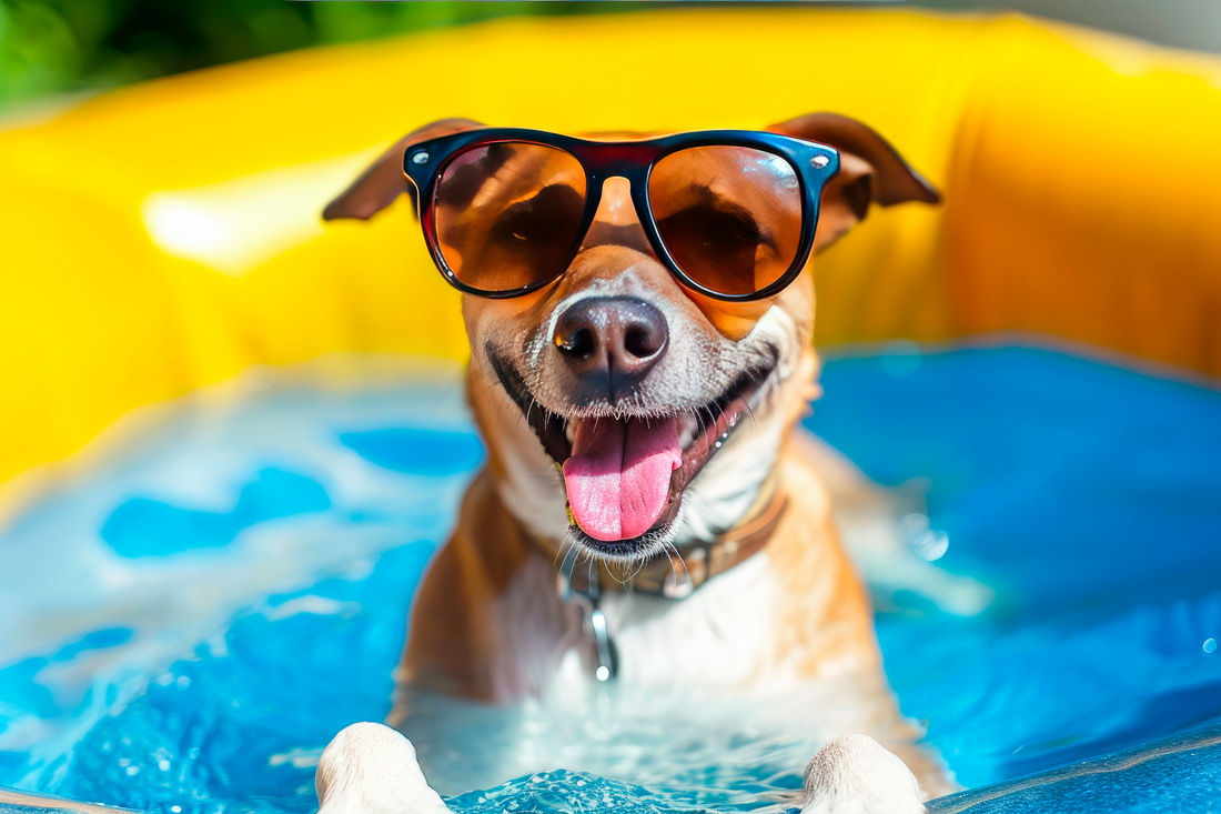 Indoor Activities for Dogs on Hot Days in the Summer